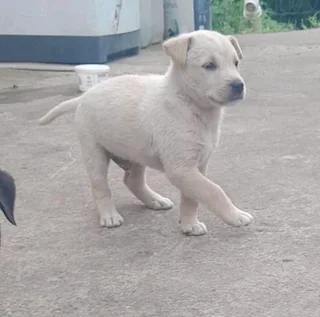 German sherperd x labrador