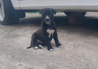 German sherperd x labrador