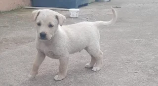 German sherperd x labrador