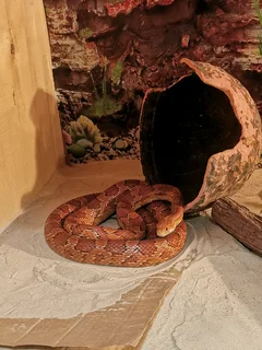 Female Corn snake