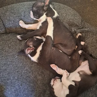 Boston terrier puppies