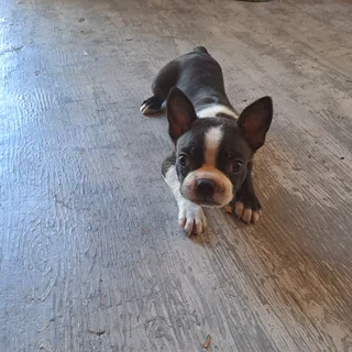 Boston terrier puppies