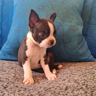 Boston terrier puppies