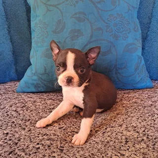 Boston terrier puppies