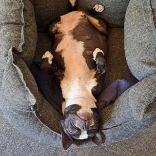 Boston terrier puppies