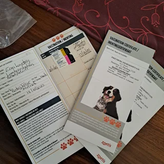 Boston terrier puppies