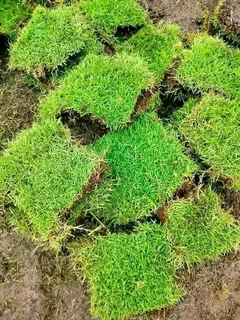 WE SPECIALIZE ON ROLL ON GRASS INSTALLATIONS NO WE DOTHE JOB WITHOUT ASKING DEPOSITS