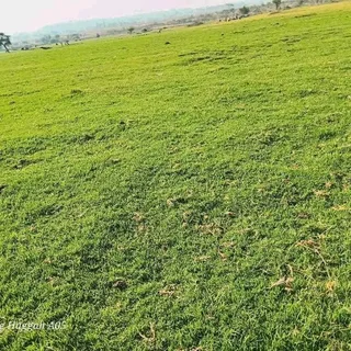 WE SPECIALIZE ON ROLL ON GRASS INSTALLATIONS NO WE DOTHE JOB WITHOUT ASKING DEPOSITS