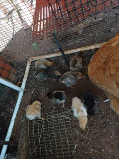 Pets - Ad posted by Ingmar01