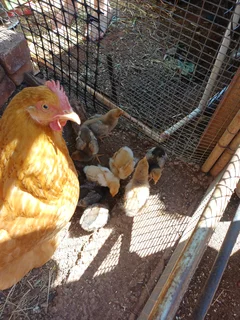 Pets - Ad posted by Ingmar01