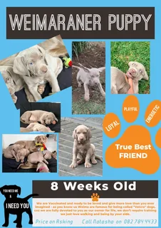 Weimaraner Puppies