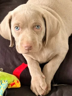Weimaraner Puppies