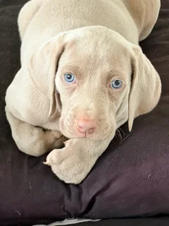 Weimaraner Puppies