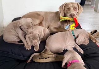 Weimaraner Puppies