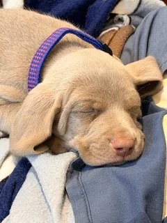Weimaraner Puppies