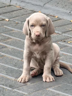 Weimaraner Puppies