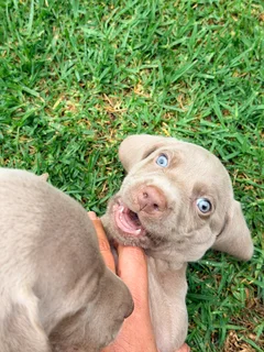 Weimaraner Puppies