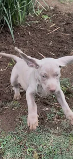 Weimaraner Puppies