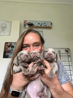 Weimaraner Puppies