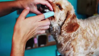 2 x Dog Dental Care Kit Dog Cat Pet Toothpaste Toothbrush