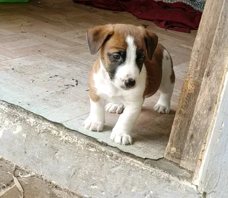Jack Russell puppies