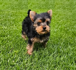 Female Yorkie