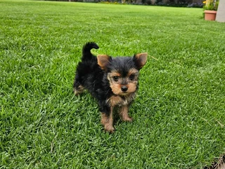 Female Yorkie