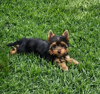 Female Yorkie puppy