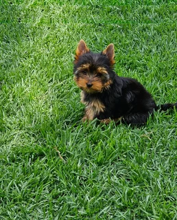 Female Yorkie puppy