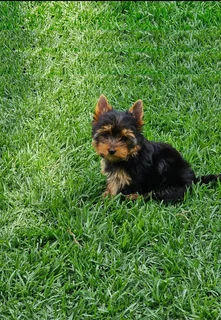 Female Yorkie puppy