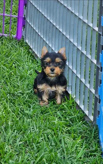 Yorkie puppy Female