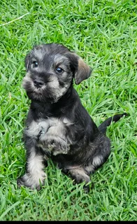 Miniature Schnauzers