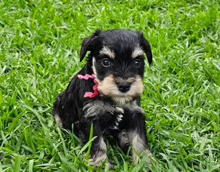 Miniature Schnauzers