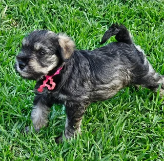 Miniature Schnauzers