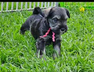 Miniature Schnauzers