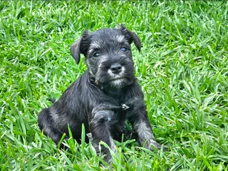 Miniature Schnauzers