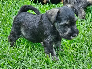 Miniature Schnauzers
