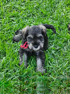 Miniature Schnauzers