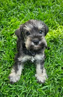 Miniature Schnauzers