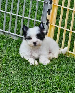 Biewer Yorkie puppy available