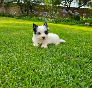 Biewer Yorkie puppy available