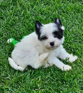 Biewer Yorkie puppy available