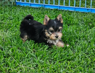Pocket size Yorkie puppies available