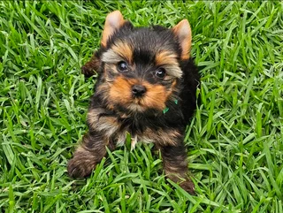Pocket size Yorkie puppies available