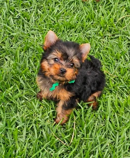 Pocket size Yorkie puppies available