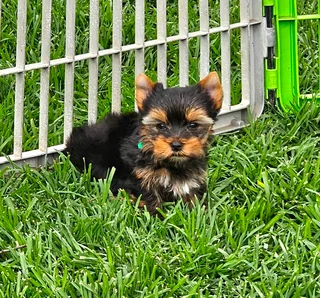 Pocket size Yorkie puppies available