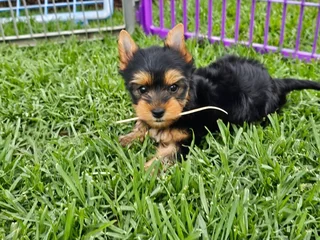 Female Yorkie puppy available