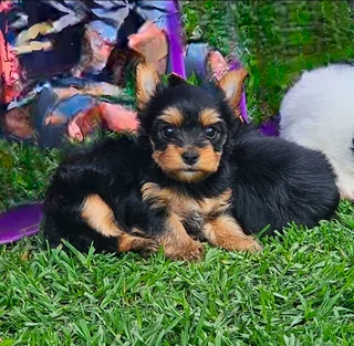 Female Yorkie puppy available
