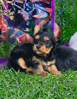 Female Yorkie puppy available