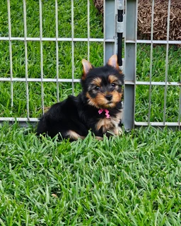 Female Yorkie puppy available